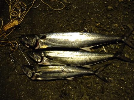 サゴシカッター連発